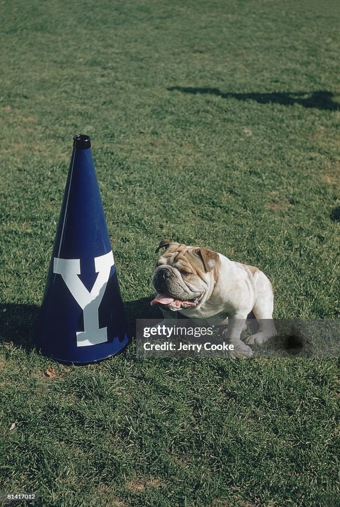 Yale Bulldogs Handsome Dan IX Dog Animal With Cheerleader Megaphone yale-bulldogs-handsome-dan-ix-dog-animal-with-cheerleader-megaphone