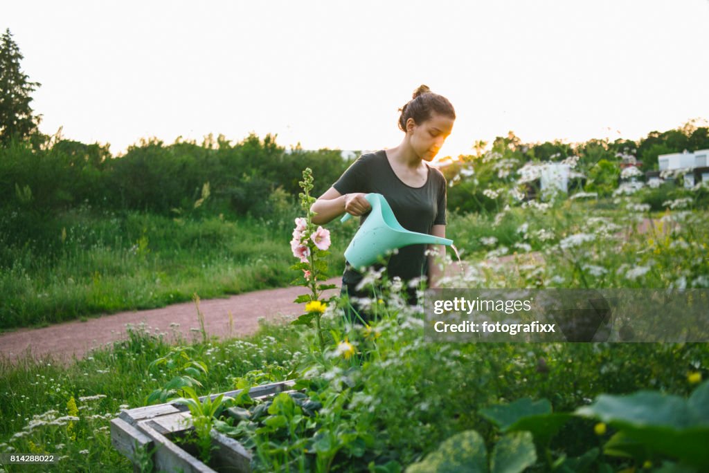 Junge Frau in organische Gartenarbeit Stadtprojekt im Hochbeet