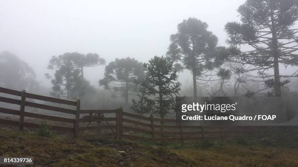 foggy day - quadro stock pictures, royalty-free photos & images