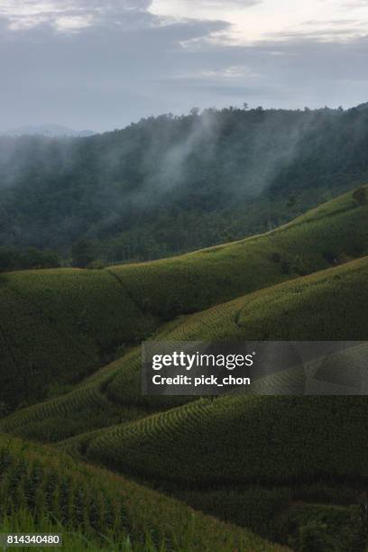 the mist on mountain in north of thailand in sunrise - early rock roll stock pictures, royalty-free photos & images