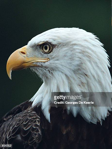 Challenger, a 10 year-old male bald eagle sits during an event to celebrate the success of the Endangered Species Act where it was announced an...