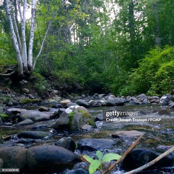 view of a forest - kelowna stock pictures, royalty-free photos & images