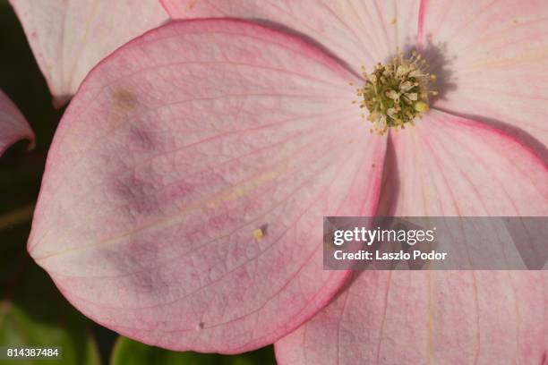 flowering dogwood - dogwood blossom 個照片及圖片檔