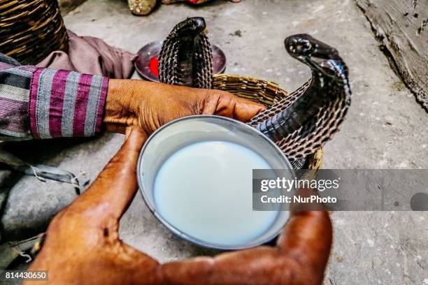 An Indian man offers milk to snake during the worship of 'Naag' on the occasion of 'Naag Panchami' , in Jaipur, Rajasthan, India on 14th July,2017.