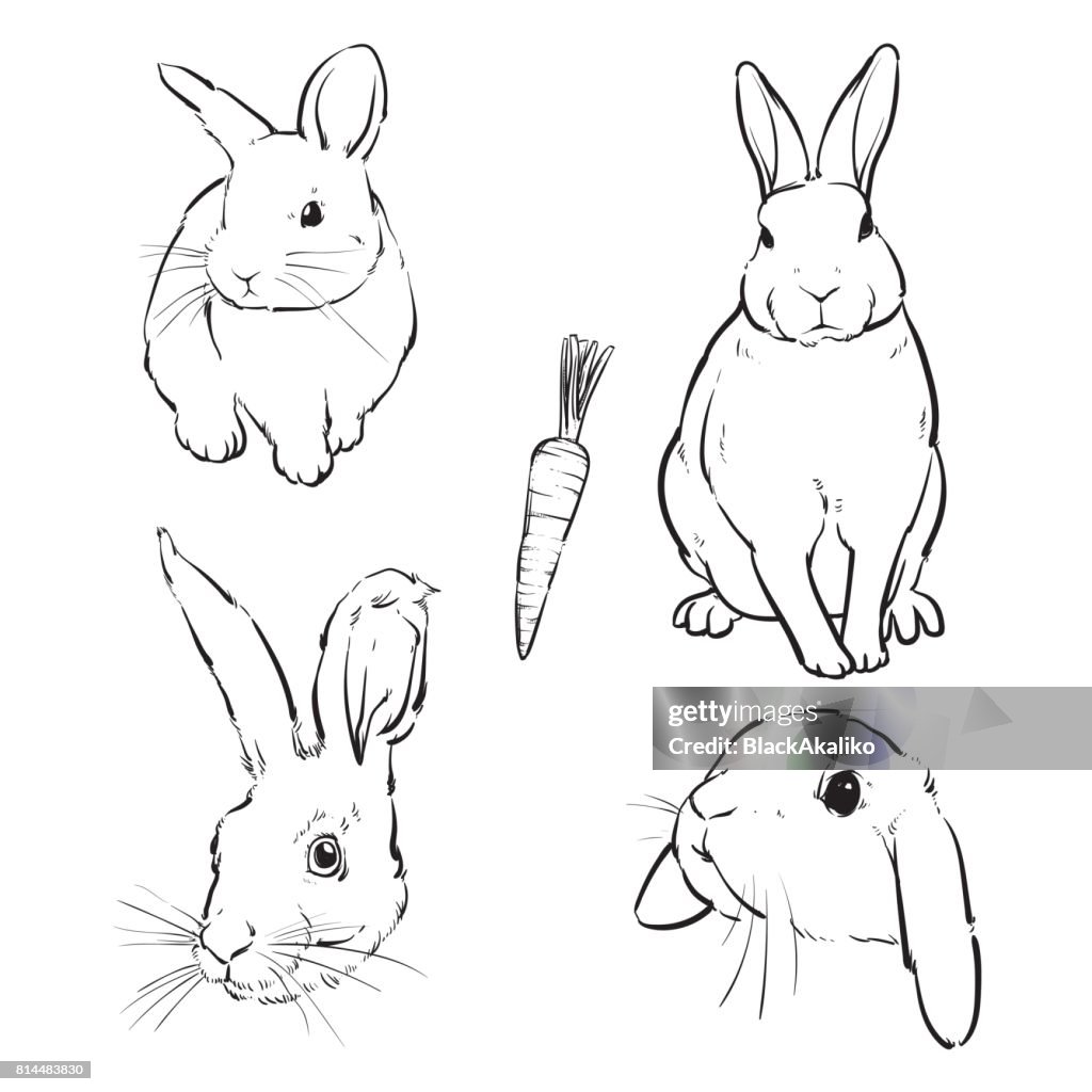 3. Sketch Rabbit Rabbit Vector Cute Hare Rabbit Sketch Vector Illustration Set High-Res ...