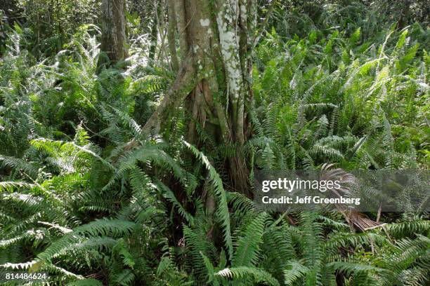 Tall Cypress Natural Area, swamp fern.