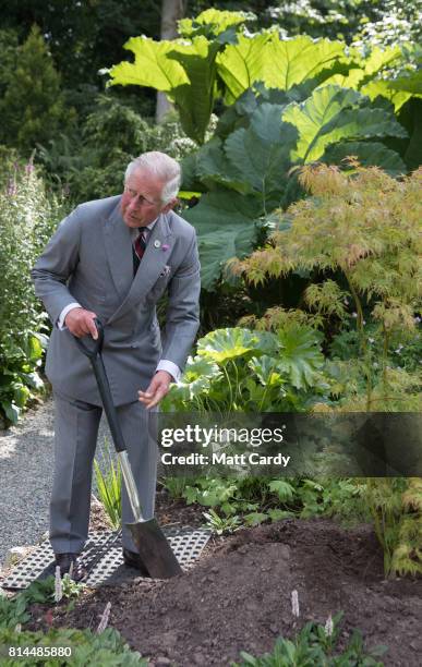 Prince Charles, Prince of Wales plants a tree as he takes a tour of the gardens at Plas Cadnant Hidden Gardens during The Prince of Wales' annual...