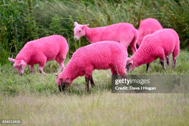 The Latitude Festival pink sheep at Day 2 of Latitude Festival at Henham Park Estate on July 14, 2017 in Southwold, England.