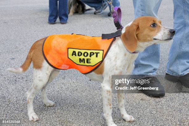 Dog wearing an adoption jacket at the Greenmarket at West Palm Beach.