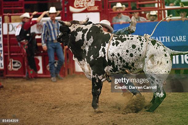 Mosquito Rodeo Us Rodeo Bull Riding 3 Photos and Premium High Res Pictures - Getty Images
