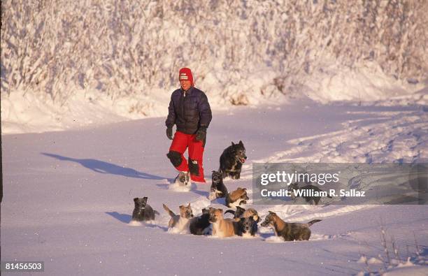 Dog Racing: Iditarod, Portrait of champion Susan Butcher at home with dogs, animal, Anchorage, AK 11/5/1990