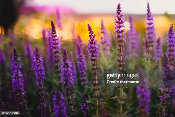 flowering salvia in front of defocused lights, germany - sage flower foto e immagini stock