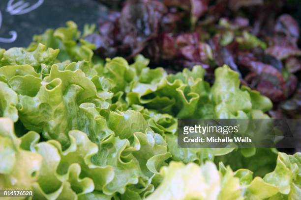 green and purple lettuce - michelle wells stock-fotos und bilder