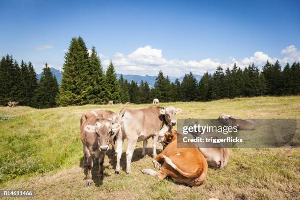 cows in the bavarian alps - allgau stock pictures, royalty-free photos & images