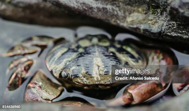 close up crab - bahía tomales fotografías e imágenes de stock