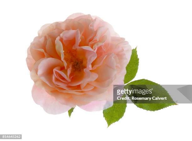 beautiful pale pink rose with leaf on white. - pink rose stock pictures, royalty-free photos & images