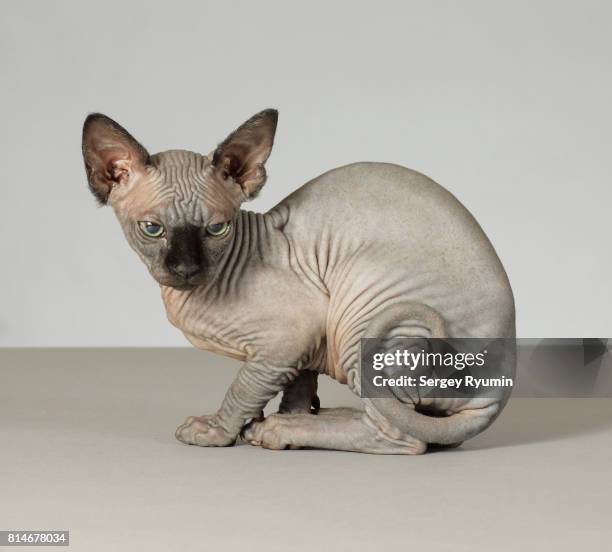 sphynx kitten. - sphynx hairless cat imagens e fotografias de stock