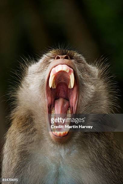 274,319 Animal Mouth Photos and Premium High Res Pictures - Getty Images