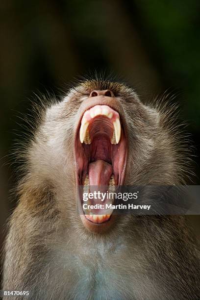 long-tailed macaque - macaque stock pictures, royalty-free photos & images