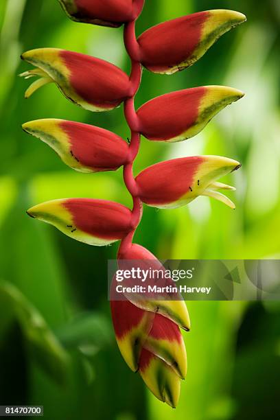 1 410点のヘリコニアのストックフォト Getty Images 1 410点のヘリコニアのストックフォト Getty Images