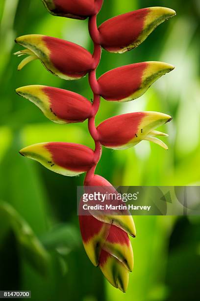 close up of brightly coloured heliconia flowers. - hawaiian heliconia stock pictures, royalty-free photos & images