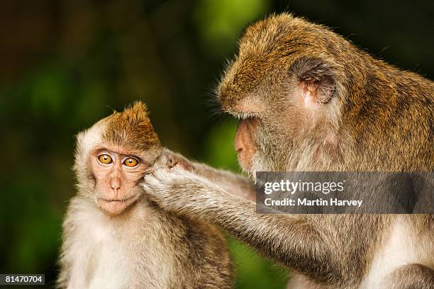 long-tailed macaque. - long tailed macaque photos et images de collection
