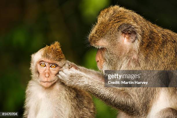 long-tailed macaque. - macaque foto e immagini stock
