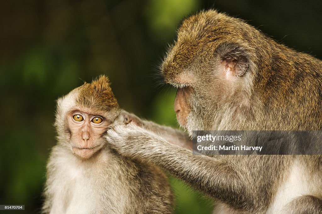Long-tailed macaque.