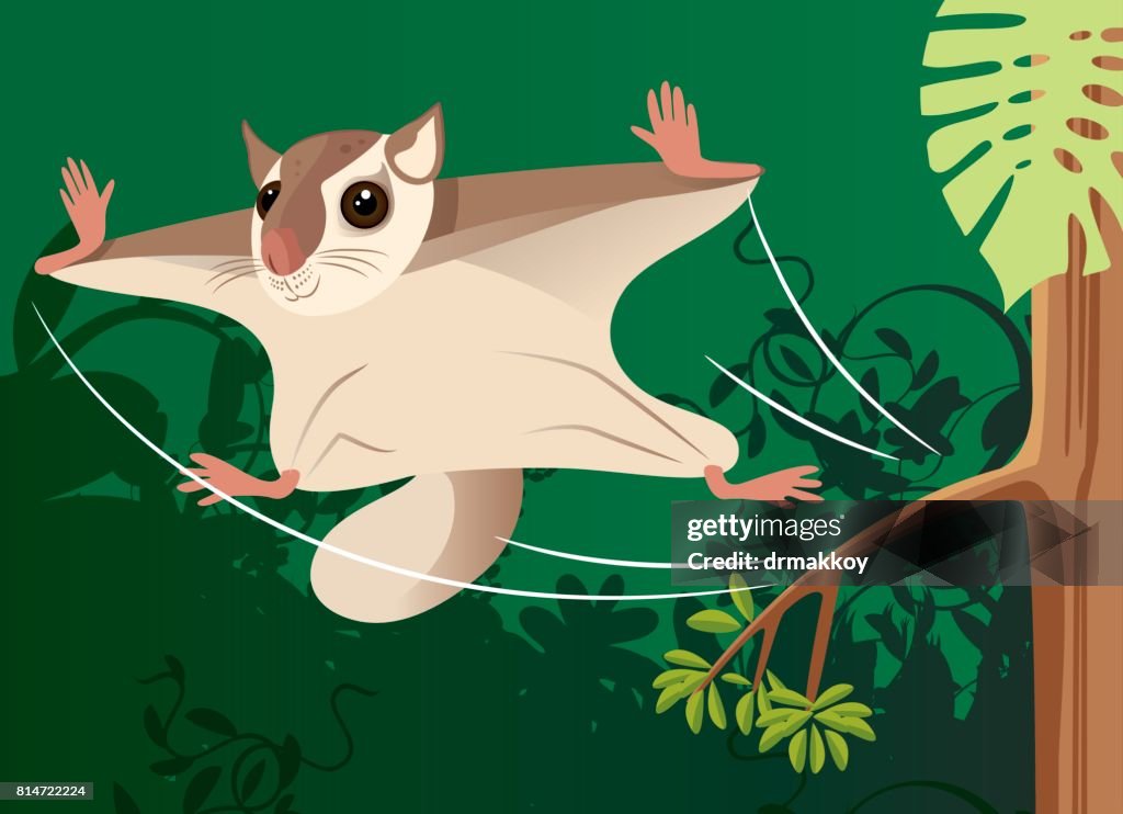 Fying squirrel