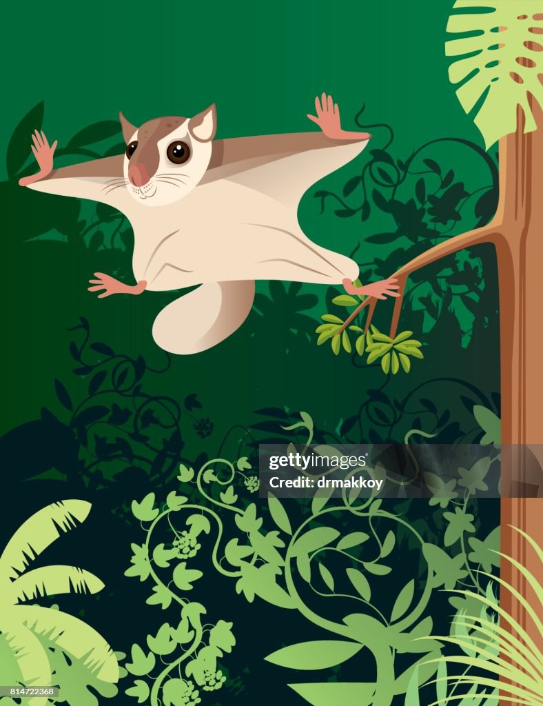 Flying squirrel