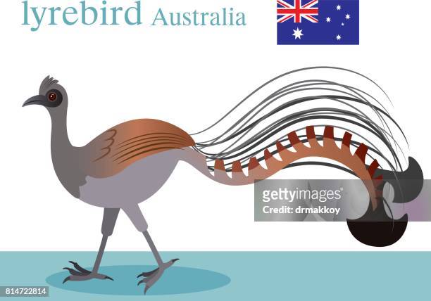 lyrebird - melbourne australia stock illustrations