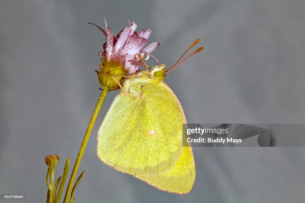 Western Sulphur Butterfly
