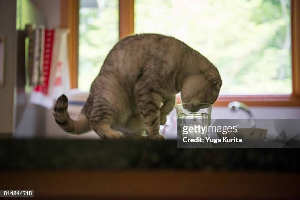 cat drinking water in the glass - cat drinking water stock pictures, royalty-free photos & images