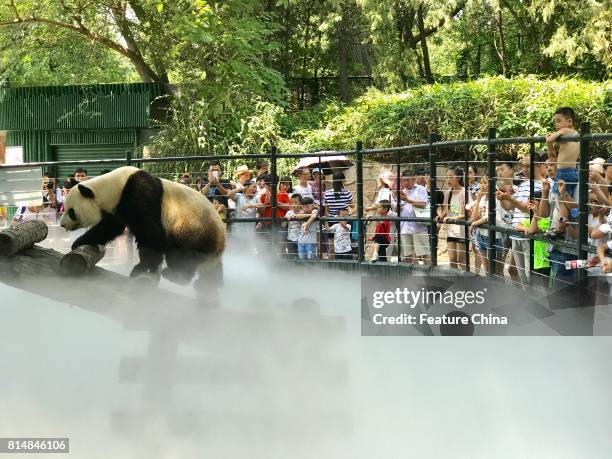 1,111 China Animal Beijing Zoo Photos and Premium High Res Pictures - Getty Images 1,111 China Animal Beijing Zoo Photos and Premium High Res Pictures - Getty Images
