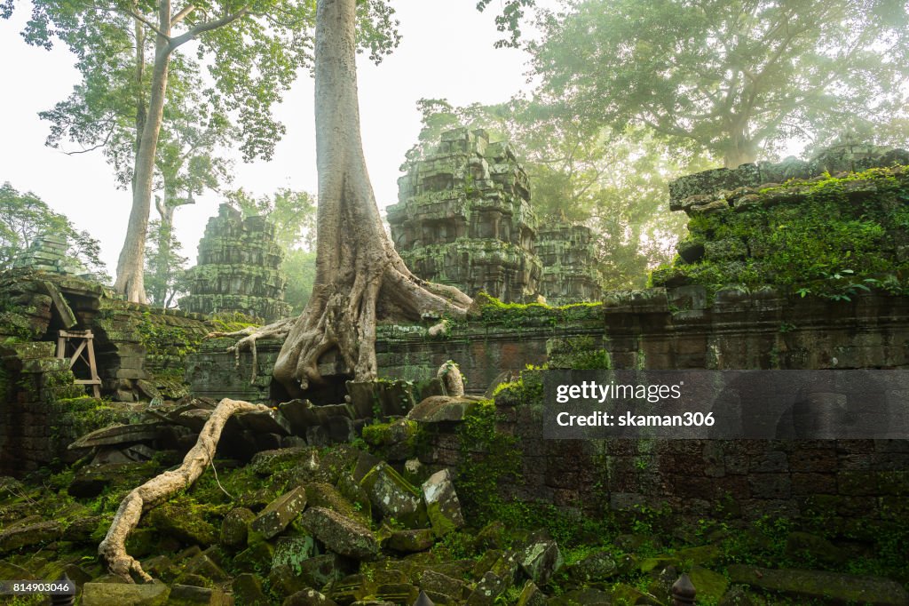 Banyan tree root covering stone prasat Ta Prohm in Angkor thom,angkor wat Siem Reap,