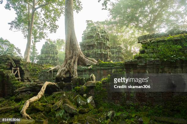 banyan tree root covering stone prasat  ta prohm in angkor thom,angkor wat  siem reap, - traditionally cambodian - fotografias e filmes do acervo