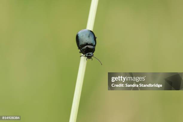 a broad-shouldered leaf beetle (chrysolina oricalcia). - chrysolina stock pictures, royalty-free photos & images