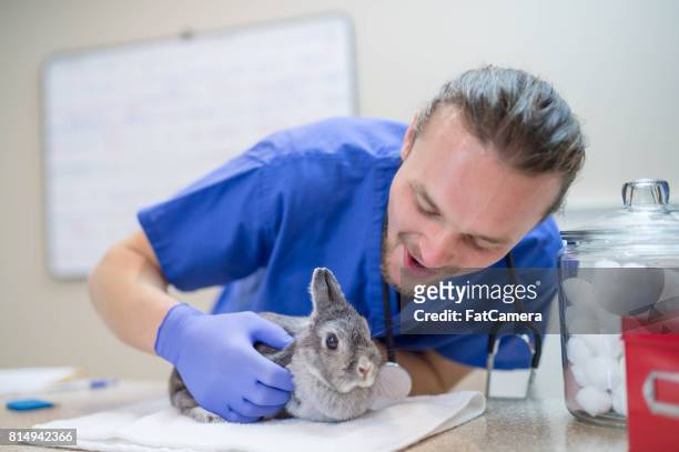 un veterinario hombre realiza un chequeo de rutina en un conejo - fat hairy men fotografías e imágenes de stock