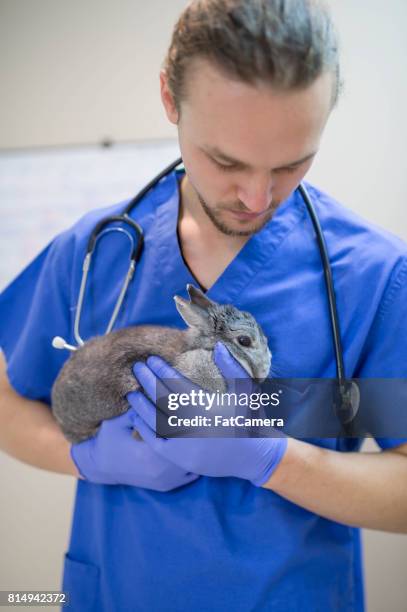 een mannelijke dierenarts voert een regelmatige checkup op een konijn - fat hairy guys stockfoto's en -beelden