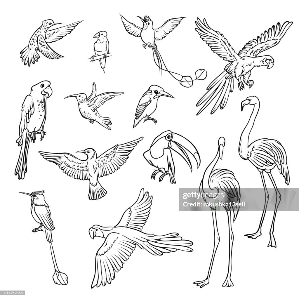Vector Black And White Sketch Set Drawn By Hand Collection Of Exotic  Tropical Birds Isolated Outline Drawing A Variety Of Flamingos Parrots And  Hummingbirds In Flight And On The Branch High-Res Vector