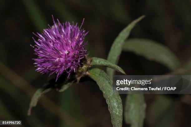 close up of purple thistle - teufel stock pictures, royalty-free photos & images