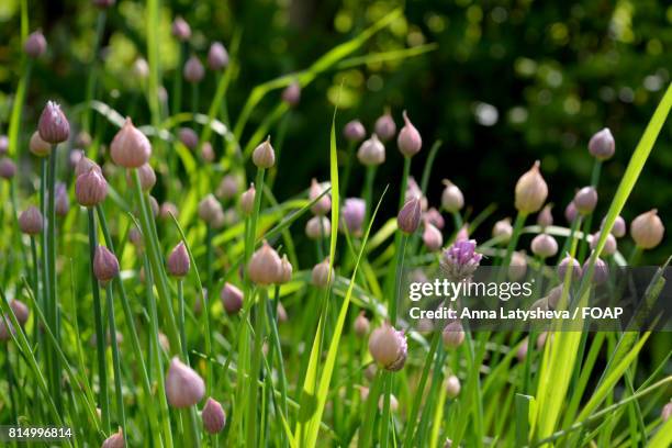 chives growing on field - knospend stock-fotos und bilder