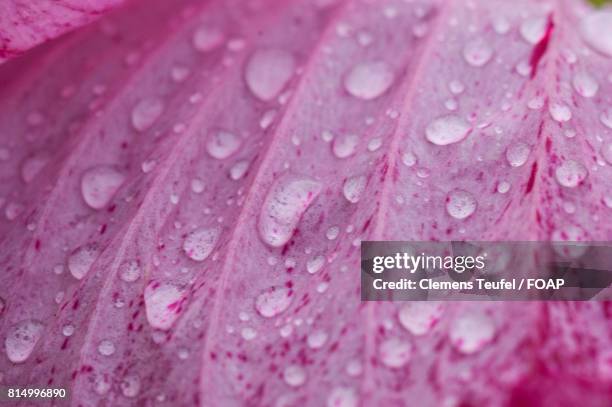 water drops on flower - teufel stock pictures, royalty-free photos & images