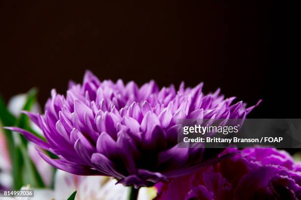 purple flower blooming in garden - brittany branson foto e immagini stock