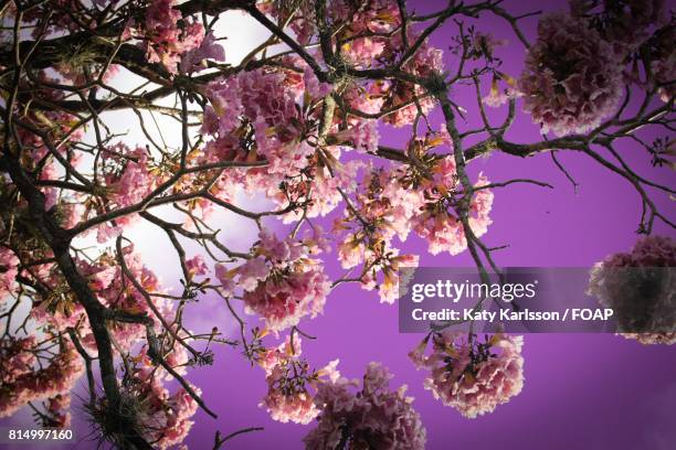 bunch of tabebuia flowers on tree - tabebuia stock pictures, royalty-free photos & images