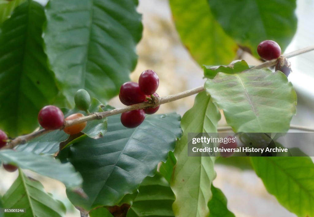 The genus Coffea.