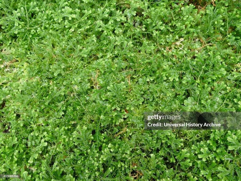Psilotum nudum, known as the skeleton fork fern.