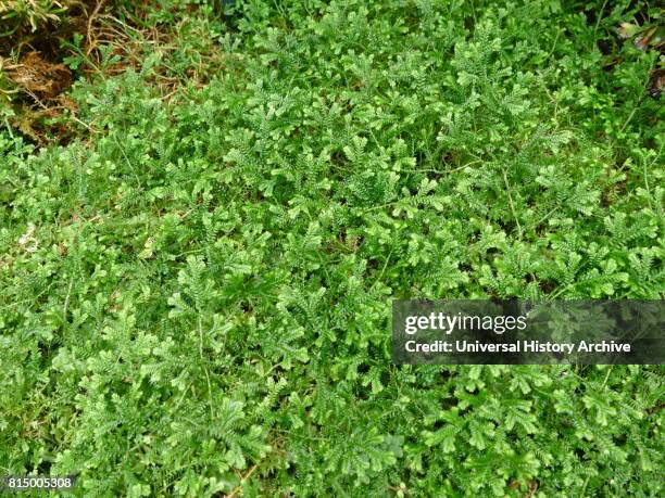 Psilotum nudum, known as the skeleton fork fern, is a fernlike plant in the order Psilotales, it lacks roots. Psilotum nudum is considered a...