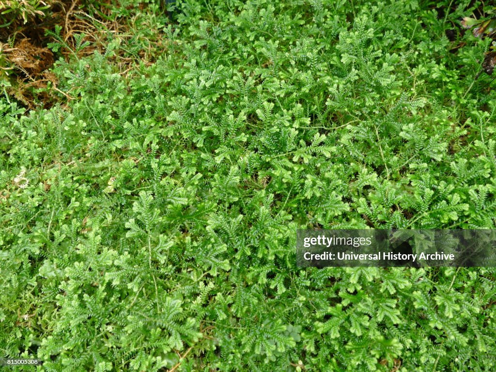 Psilotum nudum, known as the skeleton fork fern.