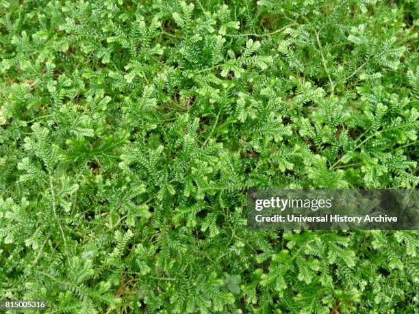 Psilotum nudum, known as the skeleton fork fern, is a fernlike plant in the order Psilotales, it lacks roots. Psilotum nudum is considered a...
